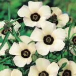Гибискус тройчатый (Hibiscus trionum)