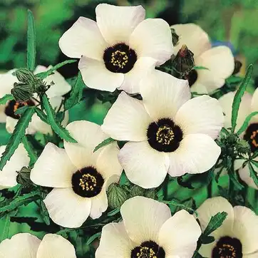 Гибискус тройчатый (Hibiscus trionum)
