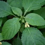 Недотрога мелкоцветковая (Impátiens parviflóra)