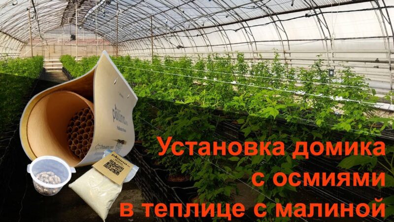 В среднем на одну самку осмии должно приходиться 1,5–3 квадратных метра площади теплицы