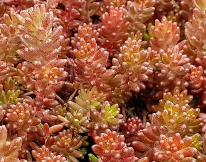 Sedum album, сорт Coral Carpet. Листя рослини у безквітковий період Очиток, декоративний сукулент