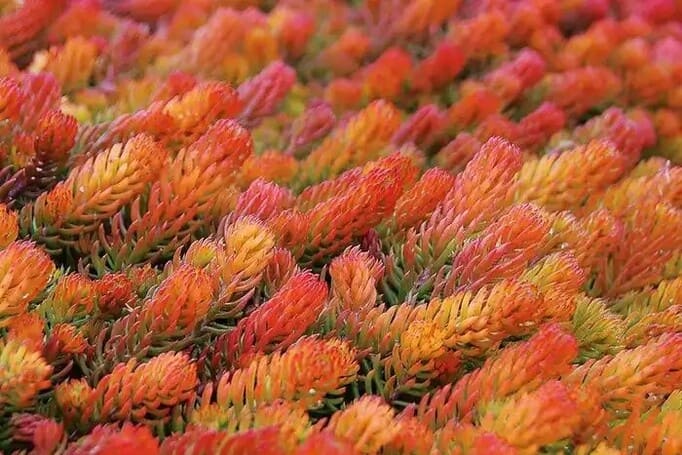 Petrosedum rupestre, сорт Angelina Очиток, декоративний сукулент