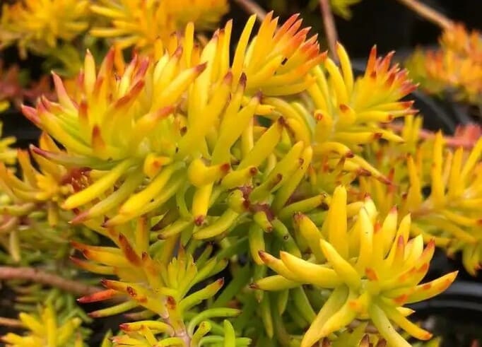 Petrosedum rupestre, сорт Gold Очиток, декоративний сукулент