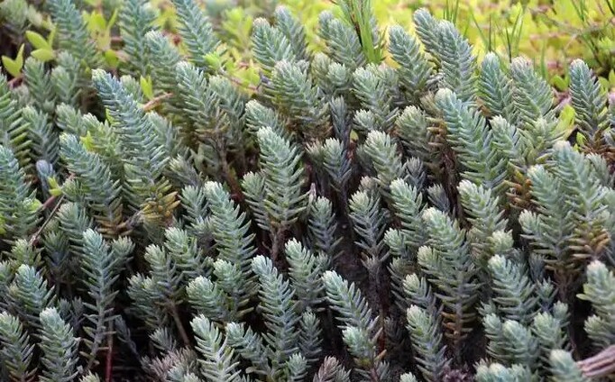 Petrosedum rupestre, сорт Blue Sprucе Очиток, декоративний сукулент