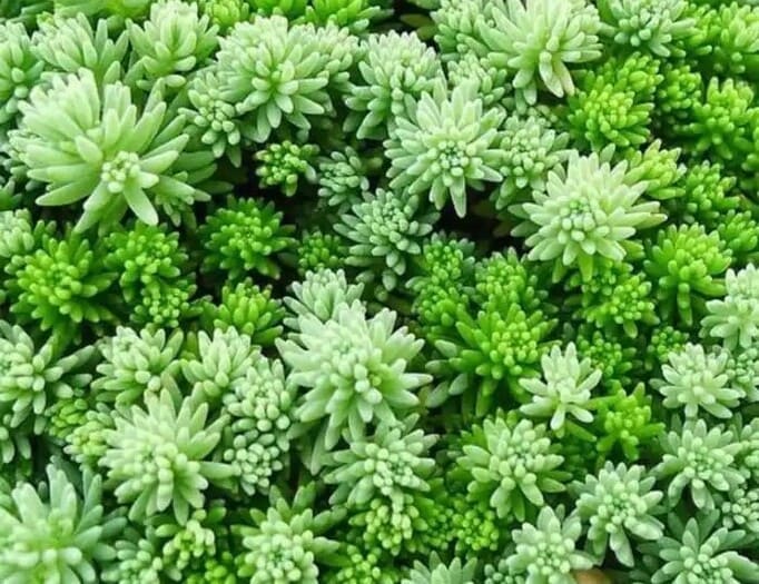 Sedum lydium, сорт Glauca Очиток, декоративний сукулент