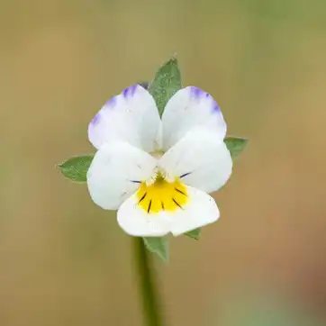 Фиалка полевая (Víola arvénsis)