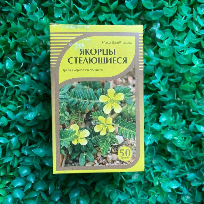 Якорцы стелющиеся, или якорцы наземные