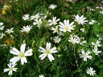 Звездчатка средняя или мокрица (Stellaria media) – однолетнее травянистое растение семейства Гвоздичные (Caryophyllaceae). Яровой или зимующий сорняк. Звездчатка средняя имеет множество различных народных названий, среди которых наиболее популярны такие, как мокричник, мокрец, сердечная трава, канареечная трава, грыжник. Кстати, название «мокрица» растение получило за уникальную способность впитывать влагу как корнями, так и стеблями, а родовое имя «звездчатка» напрямую связано с нарядными белоснежными цветками, которые по форме похожи на миниатюрные звездочки. Всего род Звездчатка (Stellaria) объединяет более 120 видов растений, примерно 50 из которых произрастает на территории Евразии. В Украине, помимо звездчатки средней, встречается еще 10 видов данного рода, среди которых наибольшее распространение получила звездчатка лесная (Stellaria holоsteа), заселяющая Лесостепь. Звездчатка средняя обычно занимает влажные лесные опушки, берега пресноводных водоемов, обрабатываемые пахотные угодья, а также сады и огороды. Нередко она выступает в роли злостного сорняка, засоряя и угнетая по большей части пропашные культуры. Размножается звездчатка средняя как семенами, так и вегетативно, – ее побеги легко укореняются. В течение короткого времени растение успевает произвести от 15 до 25 тысяч семян. Сорняк часто образует в процессе вегетации сплошной густой покров на почве. Особую угрозу сельскохозяйственным растениям звездчатка средняя представляет на кислых почвах с повышенным уровнем влажности. Лечебные свойства Надземная часть звездчатки средней содержит множество полезных веществ, а потому издавна применяется в народной медицине и в гомеопатии. В состав растения входят витамины С, Е и К, макро- и микроэлементы, в том числе железо, селен, кремний, кобальт, медь, магний и другие, а также дубильные вещества, органические кислоты, эфирные масла, флавоноиды, сапонины, каротин, растительные спирты. Настои и отвары звездчатки средней ранее активно применялись в качестве слабительного и как средство для усиления лактации. Из цветков готовили препараты для лечения заболеваний желудочно-кишечного тракта, включая гастрит и колит, а также использовали при коликах и диарее. Известно, что звездчатка средняя способствует повышению уровня гемоглобина в крови. Наружно, в виде компрессов и примочек, растение используют при кожных заболеваниях, среди которых в первую очередь нужно отметить золотуху, прыщи, фурункулы и различные воспаления на коже. Кроме того, растение оказывает благоприятное воздействие на работу сердечной мышцы, успокаивает нервную систему, уменьшает болевые ощущения, помогает при артритах, ревматизме, радикулите, отеках конечностей и болезнях суставов. Известны также противовоспалительные и противомикробные свойства растения. Тем не менее, звездчатка средняя не относится к фармакопейным растениям и не используется официальной медициной. Прежде чем воспользоваться таким средством, крайне важно проконсультироваться с лечащим врачом. Хозяйственное значение Свежие листья звездчатки средней с испокон веков употребляются в пищу. С наступлением весны молодую зелень можно использовать для приготовления витаминных салатов и гарниров, а также добавлять в первые блюда. Звездчатку среднюю с удовольствием поедают свиньи и домашняя птица (утки, гуси, куры). Растение также является прекрасным медоносом, обеспечивая пчел нектаром, начиная с ранней весны и вплоть до поздней осени. Примечательно, что по цветкам звездчатки можно легко предугадать погоду, так как они «работают» по принципу барометра. Если с утра венчики цветков не раскрываются, значит в течение дня обязательно пойдет дождь. Прежде чем использовать растение в лечебных целях или для кормления животных, важно убедиться, что перед вами – именно звездчатка средняя, так как среди представителей рода немало ядовитых видов. Например, к таковым относятся звездчатка злаковая, звездчатка лесная, звездчатка ланцетовидная, звездчатка болотная. Все они довольно похожи внешне, и неопытный человек может их перепутать. А последствия бывают довольно печальные. Так, очень сильно на содержащиеся в звездчатках токсины реагируют лошади. Несколько меньше их воздействию подвержен крупный рогатый скот, свиньи, кролики. Но для любых домашних животных отравление той или иной степени неизбежно. Ядовиты перечисленные виды звездчатки и для человека. После попадания растений внутрь у людей возникают судороги, учащаются пульс и дыхание, поднимается температура. Хотя чаще всего симптомы самостоятельно проходят через несколько дней, лучше при их появлении обратиться к врачу. Описание Стебли у звездчатки средней разветвленные, лежачие или восходящие, от 5 до 30 см длиной. С одной стороны (между узлами) они опушены редкими волосками, которые обладают способностью впитывать влагу. Корень стержневой, тонкий, слабый, с горизонтальными разветвлениями. Листья супротивные, яйцевидные, заостренные, длиной до 2,5 см. Нижние черешковые, верхние сидячие. Мелкие одиночные цветки имеют по пять лепестков и размещаются на длинных опушенных цветоножках. Венчики цветков немного короче чашечки. Лепестки рассечены надвое и имеют белоснежную окраску. Цветки располагаются либо на верхушках стеблей, либо в пазухах листьев. Расцветает звездчатка средняя в апреле (иногда уже в марте). Цветение может продолжаться вплоть до сентября включительно. Плод – продолговатая коробочка с шестью открывающимися створками, внутри которой находится множество почковидных или округлых семян темно-коричневого цвета с красноватым оттенком или серовато-бурых. Масса 1000 семян – около 0,5 г. Они созревают в августе-сентябре и сохраняют высокую всхожесть в почве до 25 лет, прорастая с глубины не более 4–5 см. Особенно высокую степень всхожести (от 37% до 53%) семена мокрицы демонстрируют в засушливые годы. На одном растении формируется до 25000 семян. В течение летнего сезона звездчатка средняя успевает дать 2–3 дочерних поколения. Минимальная температура прорастания семян +2…+4°С, а оптимальная +18…+26°С. Зимуют летне-осенние всходы. Способы борьбы Для борьбы со звездчаткой средней рекомендуется использовать комплексный подход, так как при благоприятных условиях сорняк быстро развивается и размножается, и вскоре может занять весь участок. Противостоять его распространению помогают традиционные агротехнические приемы, которые включают соблюдение правил севооборота, лущение стерни после сбора урожая, глубокую зяблевую вспашку, а также боронование и рыхление междурядий. Так как звездчатка средняя отдает предпочтение кислым грунтам, известкование почвы сдвигает рН в щелочную сторону и делает участок непригодным для дальнейшего развития сорняка. В случае массового развития звездчатки средней используют гербициды, например, препараты «Актион», «Бетарен», «Гермес», «Зингер», «Кассиус», «Концепт». По зерновым культурам неплохо работают гербициды «Лорнет» и «Гранат». До всхода основной культуры можно также использовать такие средства защиты растений как «Торнадо», «Атаман», «Дуал Голд», а после появления всходов хороший эффект демонстрируют препараты «Макстар», «Раундап» и «Глифовит экстра». Для защиты овощных культур, и в частности томатов и картофеля, подойдет гербицид «Лазурит». Для защиты небольших по размеру участков предпочтение нужно отдать регулярной прополке и рыхлению грядок. Звездчатка средняя или мокрица (Stellaria media) – однолетнее травянистое растение семейства Гвоздичные (Caryophyllaceae). Яровой или зимующий сорняк. Звездчатка средняя имеет множество различных народных названий, среди которых наиболее популярны такие, как мокричник, мокрец, сердечная трава, канареечная трава, грыжник. Кстати, название «мокрица» растение получило за уникальную способность впитывать влагу как корнями, так и стеблями, а родовое имя «звездчатка» напрямую связано с нарядными белоснежными цветками, которые по форме похожи на миниатюрные звездочки. Всего род Звездчатка (Stellaria) объединяет более 120 видов растений, примерно 50 из которых произрастает на территории Евразии. В Украине, помимо звездчатки средней, встречается еще 10 видов данного рода, среди которых наибольшее распространение получила звездчатка лесная (Stellaria holоsteа), заселяющая Лесостепь. Звездчатка средняя обычно занимает влажные лесные опушки, берега пресноводных водоемов, обрабатываемые пахотные угодья, а также сады и огороды. Нередко она выступает в роли злостного сорняка, засоряя и угнетая по большей части пропашные культуры. Размножается звездчатка средняя как семенами, так и вегетативно, – ее побеги легко укореняются. В течение короткого времени растение успевает произвести от 15 до 25 тысяч семян. Сорняк часто образует в процессе вегетации сплошной густой покров на почве. Особую угрозу сельскохозяйственным растениям звездчатка средняя представляет на кислых почвах с повышенным уровнем влажности. Лечебные свойства Надземная часть звездчатки средней содержит множество полезных веществ, а потому издавна применяется в народной медицине и в гомеопатии. В состав растения входят витамины С, Е и К, макро- и микроэлементы, в том числе железо, селен, кремний, кобальт, медь, магний и другие, а также дубильные вещества, органические кислоты, эфирные масла, флавоноиды, сапонины, каротин, растительные спирты. Настои и отвары звездчатки средней ранее активно применялись в качестве слабительного и как средство для усиления лактации. Из цветков готовили препараты для лечения заболеваний желудочно-кишечного тракта, включая гастрит и колит, а также использовали при коликах и диарее. Известно, что звездчатка средняя способствует повышению уровня гемоглобина в крови. Наружно, в виде компрессов и примочек, растение используют при кожных заболеваниях, среди которых в первую очередь нужно отметить золотуху, прыщи, фурункулы и различные воспаления на коже. Кроме того, растение оказывает благоприятное воздействие на работу сердечной мышцы, успокаивает нервную систему, уменьшает болевые ощущения, помогает при артритах, ревматизме, радикулите, отеках конечностей и болезнях суставов. Известны также противовоспалительные и противомикробные свойства растения. Тем не менее, звездчатка средняя не относится к фармакопейным растениям и не используется официальной медициной. Прежде чем воспользоваться таким средством, крайне важно проконсультироваться с лечащим врачом. Хозяйственное значение Свежие листья звездчатки средней с испокон веков употребляются в пищу. С наступлением весны молодую зелень можно использовать для приготовления витаминных салатов и гарниров, а также добавлять в первые блюда. Звездчатку среднюю с удовольствием поедают свиньи и домашняя птица (утки, гуси, куры). Растение также является прекрасным медоносом, обеспечивая пчел нектаром, начиная с ранней весны и вплоть до поздней осени. Примечательно, что по цветкам звездчатки можно легко предугадать погоду, так как они «работают» по принципу барометра. Если с утра венчики цветков не раскрываются, значит в течение дня обязательно пойдет дождь. Прежде чем использовать растение в лечебных целях или для кормления животных, важно убедиться, что перед вами – именно звездчатка средняя, так как среди представителей рода немало ядовитых видов. Например, к таковым относятся звездчатка злаковая, звездчатка лесная, звездчатка ланцетовидная, звездчатка болотная. Все они довольно похожи внешне, и неопытный человек может их перепутать. А последствия бывают довольно печальные. Так, очень сильно на содержащиеся в звездчатках токсины реагируют лошади. Несколько меньше их воздействию подвержен крупный рогатый скот, свиньи, кролики. Но для любых домашних животных отравление той или иной степени неизбежно. Ядовиты перечисленные виды звездчатки и для человека. После попадания растений внутрь у людей возникают судороги, учащаются пульс и дыхание, поднимается температура. Хотя чаще всего симптомы самостоятельно проходят через несколько дней, лучше при их появлении обратиться к врачу. Описание Стебли у звездчатки средней разветвленные, лежачие или восходящие, от 5 до 30 см длиной. С одной стороны (между узлами) они опушены редкими волосками, которые обладают способностью впитывать влагу. Корень стержневой, тонкий, слабый, с горизонтальными разветвлениями. Листья супротивные, яйцевидные, заостренные, длиной до 2,5 см. Нижние черешковые, верхние сидячие. Мелкие одиночные цветки имеют по пять лепестков и размещаются на длинных опушенных цветоножках. Венчики цветков немного короче чашечки. Лепестки рассечены надвое и имеют белоснежную окраску. Цветки располагаются либо на верхушках стеблей, либо в пазухах листьев. Расцветает звездчатка средняя в апреле (иногда уже в марте). Цветение может продолжаться вплоть до сентября включительно. Плод – продолговатая коробочка с шестью открывающимися створками, внутри которой находится множество почковидных или округлых семян темно-коричневого цвета с красноватым оттенком или серовато-бурых. Масса 1000 семян – около 0,5 г. Они созревают в августе-сентябре и сохраняют высокую всхожесть в почве до 25 лет, прорастая с глубины не более 4–5 см. Особенно высокую степень всхожести (от 37% до 53%) семена мокрицы демонстрируют в засушливые годы. На одном растении формируется до 25000 семян. В течение летнего сезона звездчатка средняя успевает дать 2–3 дочерних поколения. Минимальная температура прорастания семян +2…+4°С, а оптимальная +18…+26°С. Зимуют летне-осенние всходы. Способы борьбы Для борьбы со звездчаткой средней рекомендуется использовать комплексный подход, так как при благоприятных условиях сорняк быстро развивается и размножается, и вскоре может занять весь участок. Противостоять его распространению помогают традиционные агротехнические приемы, которые включают соблюдение правил севооборота, лущение стерни после сбора урожая, глубокую зяблевую вспашку, а также боронование и рыхление междурядий. Так как звездчатка средняя отдает предпочтение кислым грунтам, известкование почвы сдвигает рН в щелочную сторону и делает участок непригодным для дальнейшего развития сорняка. В случае массового развития звездчатки средней используют гербициды, например, препараты «Актион», «Бетарен», «Гермес», «Зингер», «Кассиус», «Концепт». По зерновым культурам неплохо работают гербициды «Лорнет» и «Гранат». До всхода основной культуры можно также использовать такие средства защиты растений как «Торнадо», «Атаман», «Дуал Голд», а после появления всходов хороший эффект демонстрируют препараты «Макстар», «Раундап» и «Глифовит экстра». Для защиты овощных культур, и в частности томатов и картофеля, подойдет гербицид «Лазурит». Для защиты небольших по размеру участков предпочтение нужно отдать регулярной прополке и рыхлению грядок. Зірочник Зірочник середній