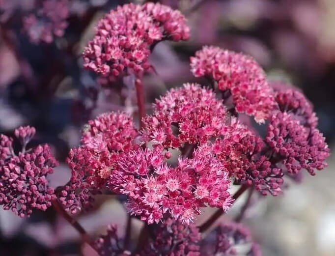Очиток звичайний, Hylotelephium telephium syn. Sedum telephium Очиток, декоративний сукулент