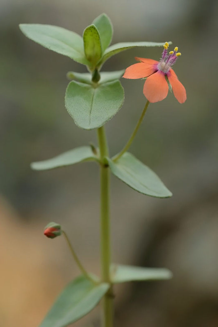 Очный цвет пашенный Anagallis arvensis Очный цвет пашенный Anagallis arvensis