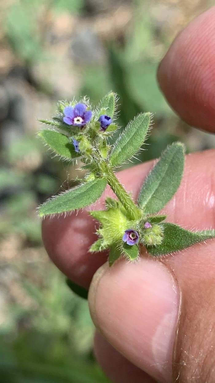 Asperugo procumbens в народной медицине Asperugo procumbens в народной медицине