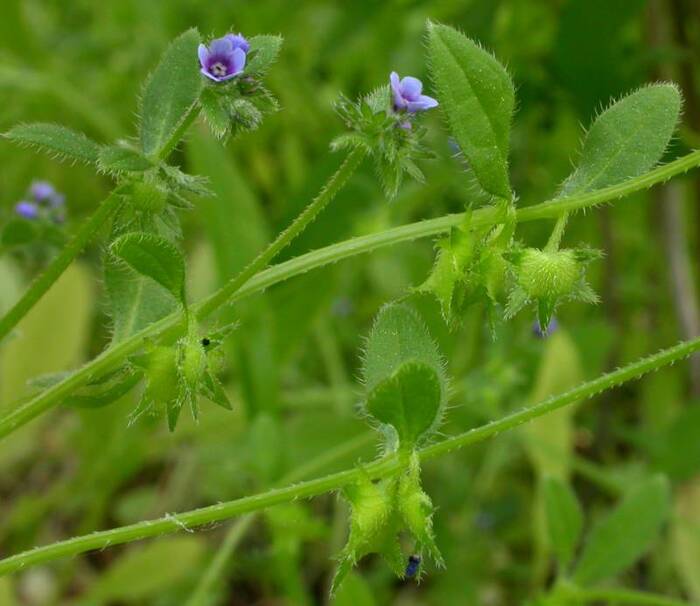 Asperugo procumbens. Способы борьбы Asperugo procumbens. Способы борьбы