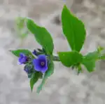Асперуга простертая (Asperugo procumbens)