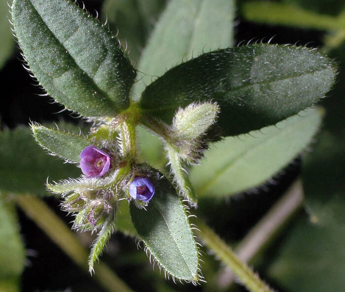 Asperugo procumbens