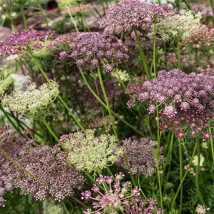 Морковь дикая. Сорт Purple Kisses Морковь дикая. Сорт Purple Kisses