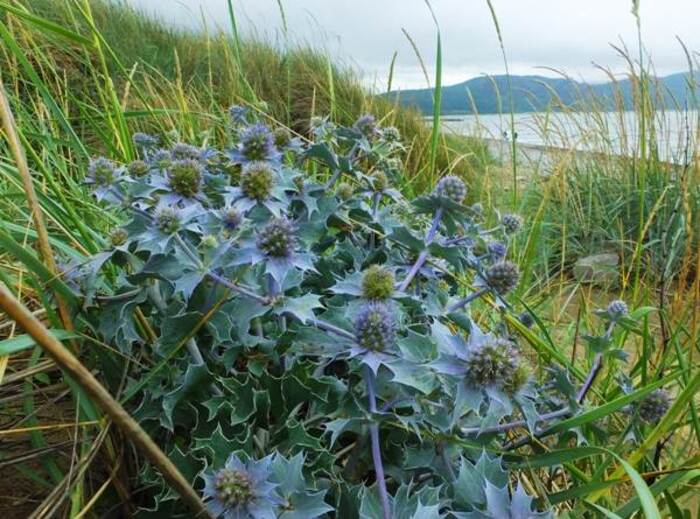 Синеголовник приморский (Eryngium maritimum) Синеголовник приморский (Eryngium maritimum)