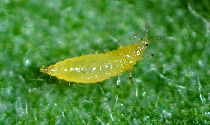 Frankliniella occidentalis. Larva Frankliniella occidentalis. Larva