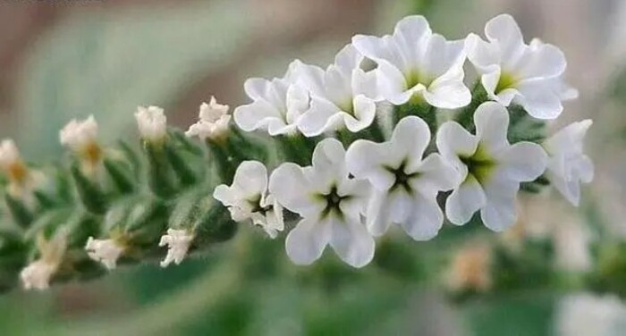 Heliotropium europaeum Heliotropium europaeum