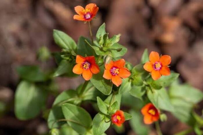 Очный цвет полевой Anagallis arvensis Очный цвет полевой Anagallis arvensis