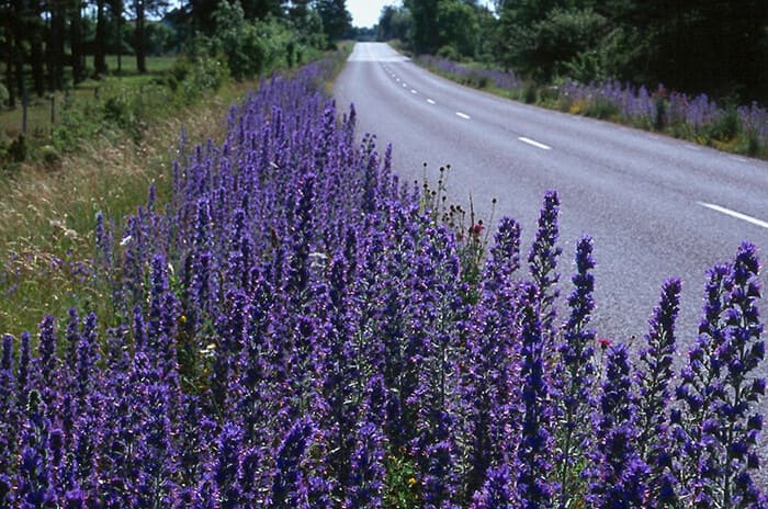 Синяк обыкновенный в народной медицине Синяк обыкновенный в народной медицине