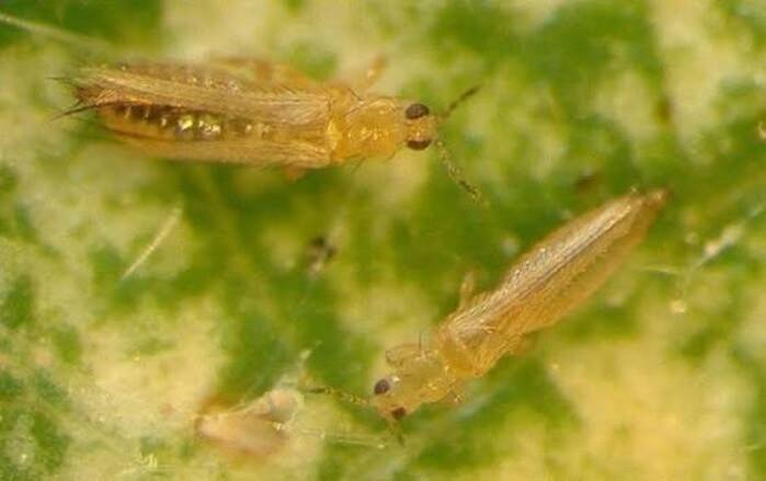 Frankliniella occidentalis. Способы борьбы Frankliniella occidentalis. Способы борьбы
