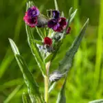 Чернокорень лекарственный (Cynoglossum officinale)