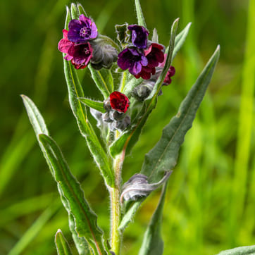 Cynoglossum officinale Чернокорень лекарственный (Cynoglossum officinale)