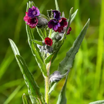 Чернокорень лекарственный Чернокорень лекарственный (Cynoglossum officinale)