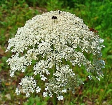Морква дика