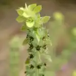 Железница горная (Siderítis)