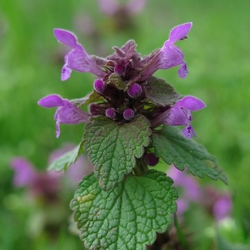 Jasnotka pyrpyrnaja. Lámium purpúreum Яснотка пурпурная (Lámium purpúreum)