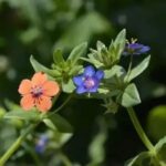 Курячі очка польові