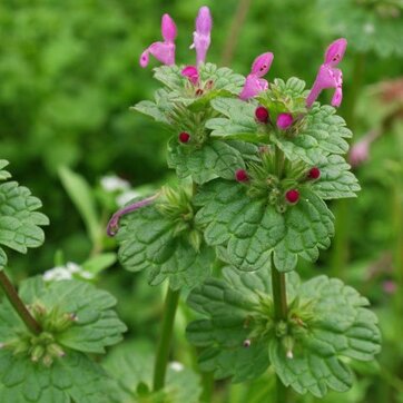 Яснотка стеблеобъемлющая (Lamium amplexicaule)