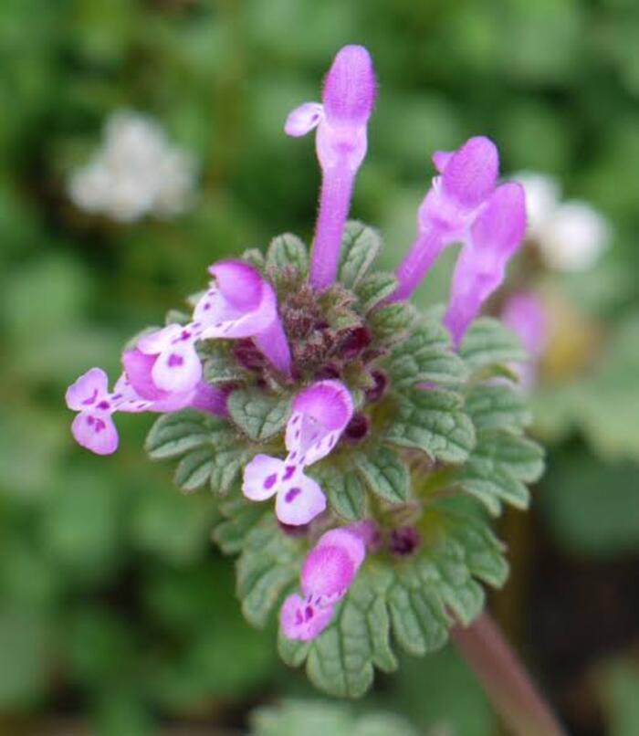 Lamium amplexicaule. Сорняк