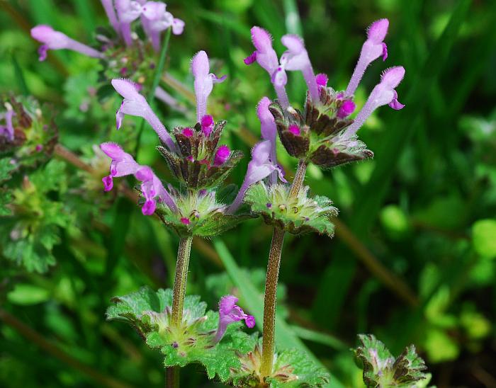 Lamium amplexicaule
