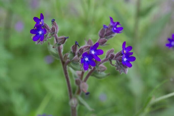 Воловик лікарський, Anchusa officinalis